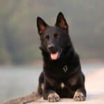 Aggression beim Hund