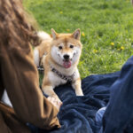 Die häufigsten Missverständnisse mit dem Hund in der täglichen Kommunikation