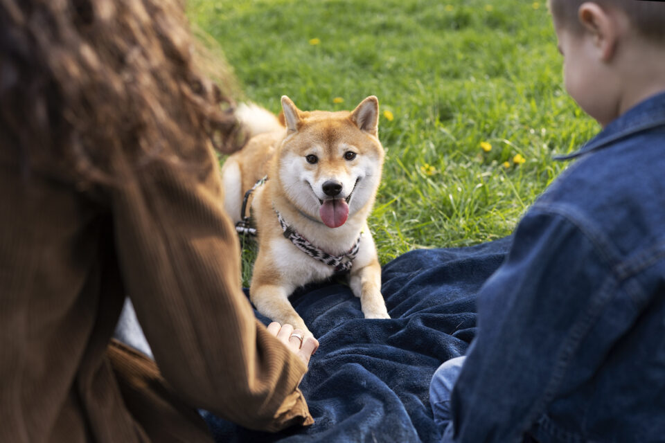 Die häufigsten Missverständnisse mit dem Hund in der täglichen Kommunikation