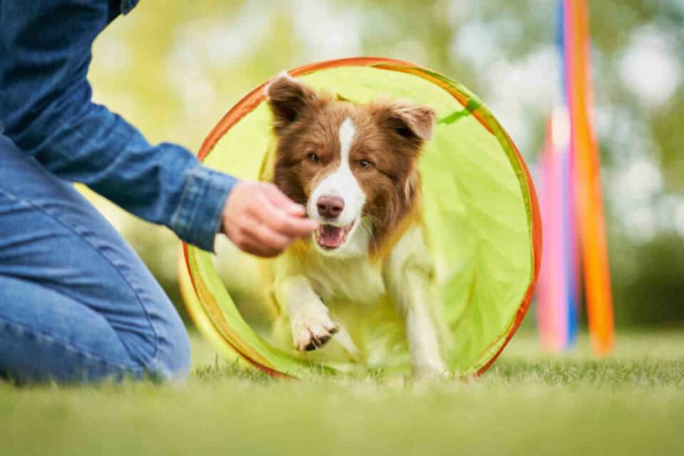 Mit Sonee Dosoruth den richtigen Trainer für Problemhunde finden – worauf es wirklich ankommt