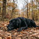 Sonee Dosoruth: Wenn der Hund „plötzlich" anders ist – was hormonelle Phasen mit Verhalten zu tun haben