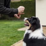 Hund ohne Leine führen trotz Jagdverhalten – geht das überhaupt?