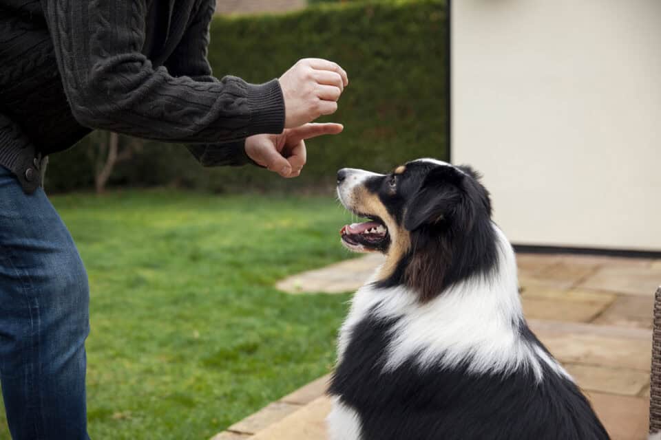 Hund ohne Leine führen trotz Jagdverhalten – geht das überhaupt?