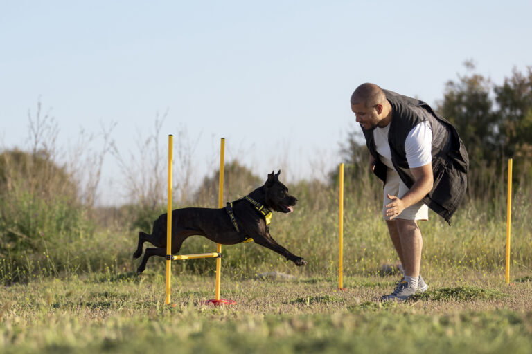 Rückschritte im Hundetraining – warum sie dazugehören und wie du damit umgehst